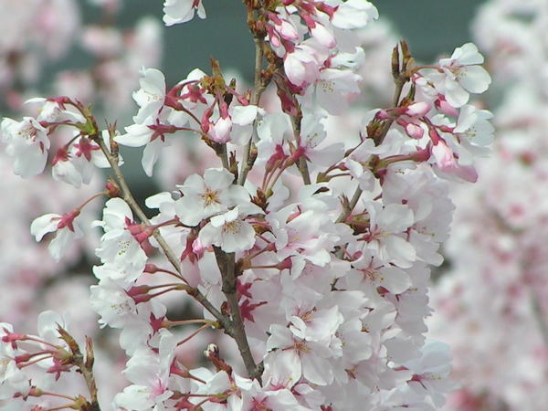 春の童謡 春よ来い 特集 童謡の歌詞